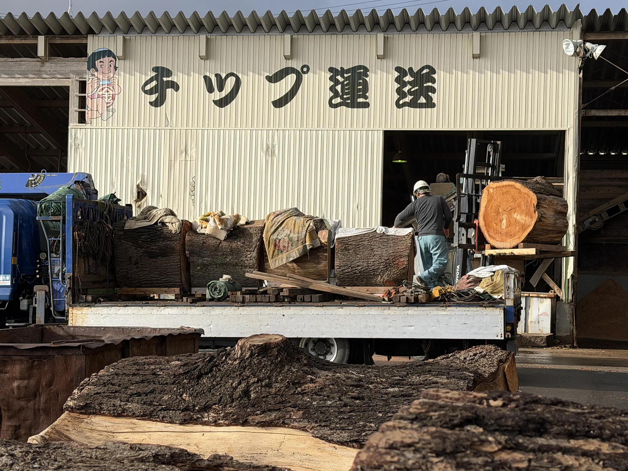 見守ってきた木が、新しい形へと生まれ変わります