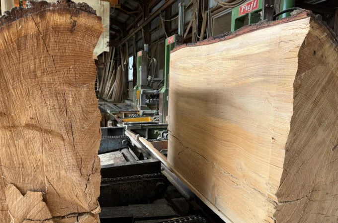 直径1mを超える伐採されたヒマラヤスギ