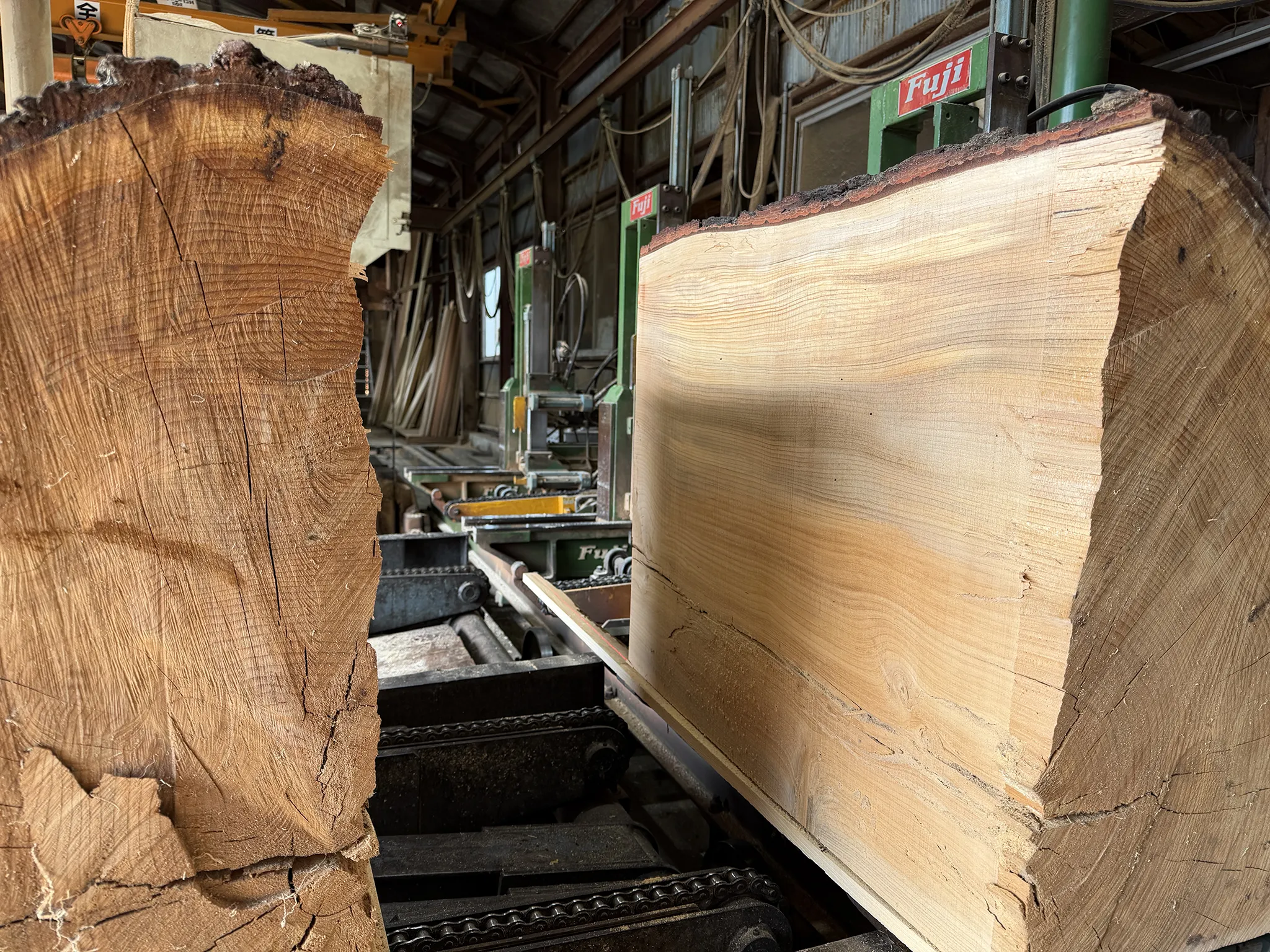 直径1mを超える伐採されたヒマラヤスギ